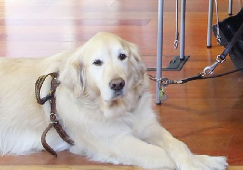 Acceso a los establecimientos tur�sticos de personas con discapacidad acompa�adas de perros de asistencia