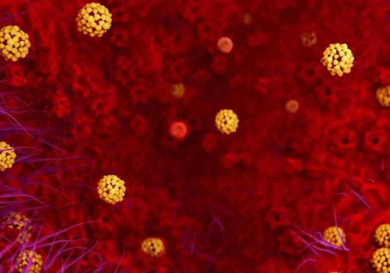 Preguntas y respuestas sobre el nuevo Coronavirus 2019 