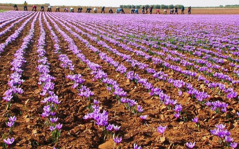 �Ruta con restauradores�, novedad en las nuevas Jornadas Azafraneras de Villafranca