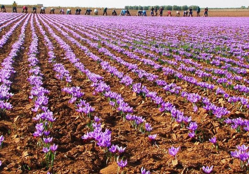 �Ruta con restauradores�, novedad en las nuevas Jornadas Azafraneras de Villafranca